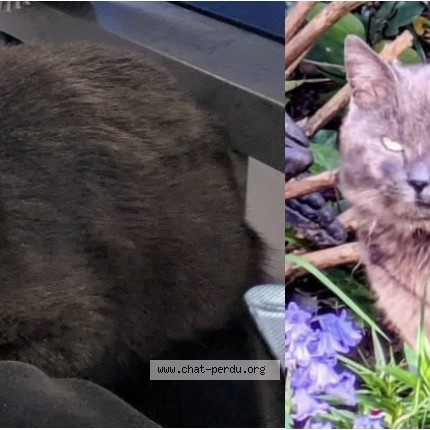 Photo de chat perdu à Lille Hellemmes