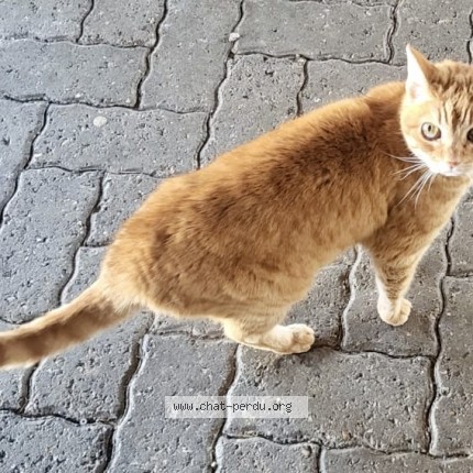 Photo 1/1 Chat retrouvé Perdu à Fribourg