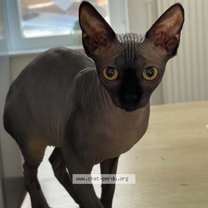 Photo de chat perdu à Armentieres