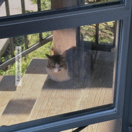 Photo 1/1 Chat trouvé Trouvé à Ile Bizard