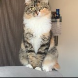 Ninou