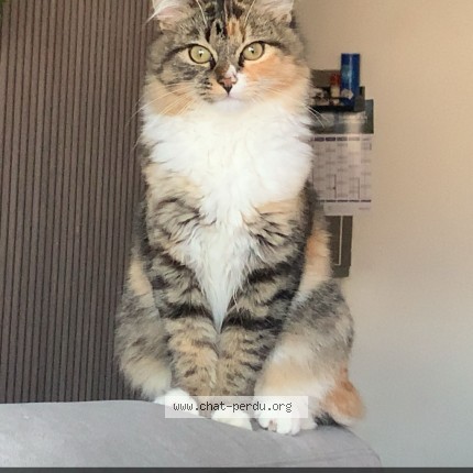 Photo 1/1 Ninou Chat perdu à Hornaing