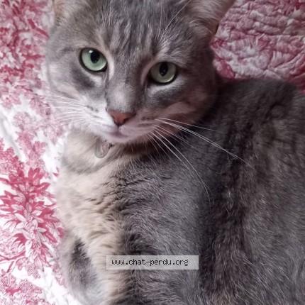 Photo de chat perdu à Louargat