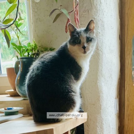 Photo 1/1 ortie Chat perdu à Eguzon Chantome