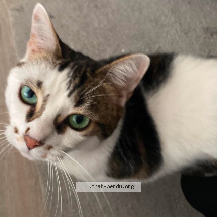 Photo 1/1 Chat retrouvé Perdu à Rouen