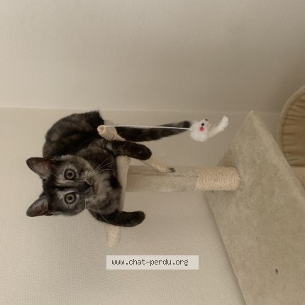 Photo de chat perdu à Pithiviers