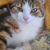 Miaou Choupinou