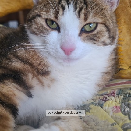 Photo 1/1 Miaou Choupinou Chat perdu à Cognin