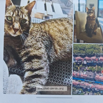 Photo 1/1 Griotte Chat perdu à Schaerbeek
