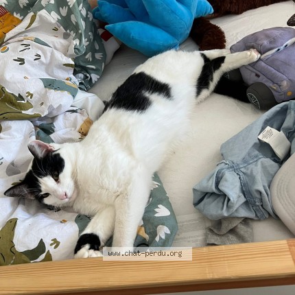 Photo 1/1 Chat retrouvé Perdu à Groslay