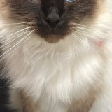 Socrate