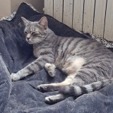 prince