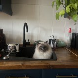 Tofu