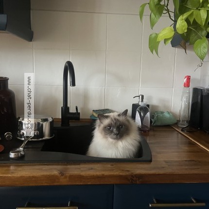 Photo 1/1 Tofu Chat perdu à Santeuil