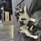 Titoune