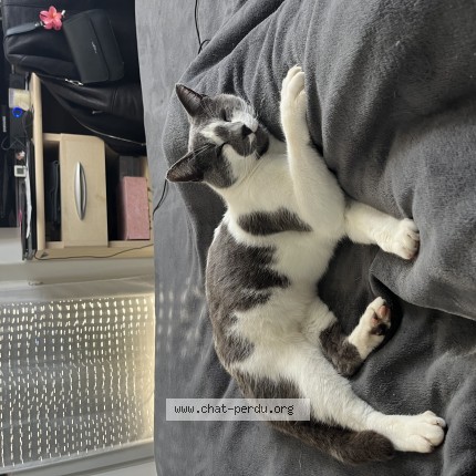 Photo 1/1 Titoune Chat perdu à La Chaise Le Vicomte