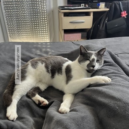 Photo 1/1 Titoune Chat perdu à La Chaise Le Vicomte