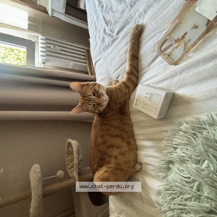 Photo de chat perdu à Wambrechies