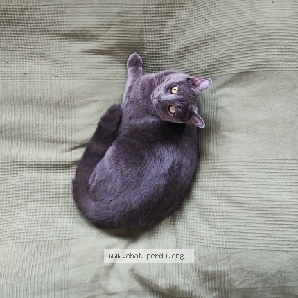 Photo 1/1 Chat retrouvé Perdu à Lyon