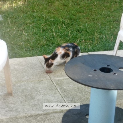 Photo de chat trouvé à Ormesson Sur Marne