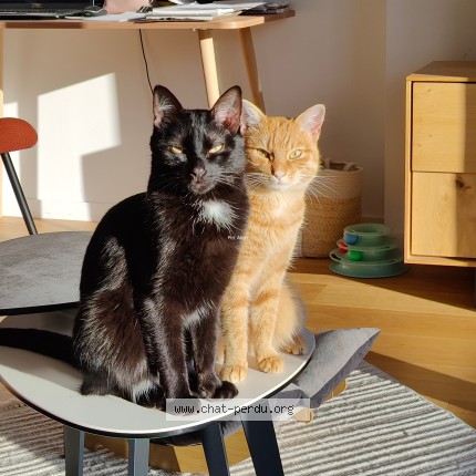 Photo 1/1 Pitou Chat perdu à Plurien