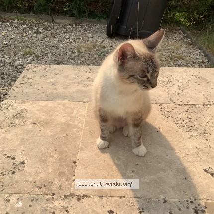 Photo 1/2 Chat trouvé Trouvé à Duras