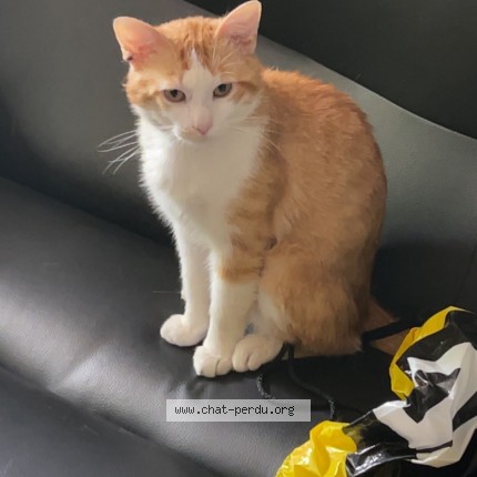 Photo 1/1 Muezza Chat perdu à Argenteuil