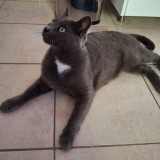 Tigris