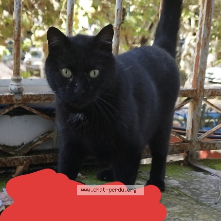 Photo 1/1 moxie Chat perdu à Montelimar