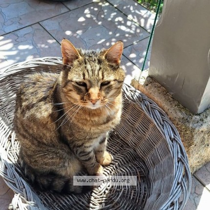 Photo 1/1 Maxou Chat perdu à Bage La Ville