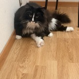 zoro