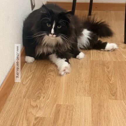 Photo 1/1 zoro Chat perdu à Lausanne