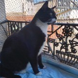 Mushu