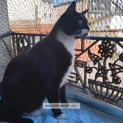 Photo 1/1 Mushu Chat perdu à Gournay Sur Marne