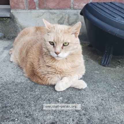 Photo 1/1 Chat retrouvé Perdu à Tourcoing