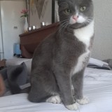 tom