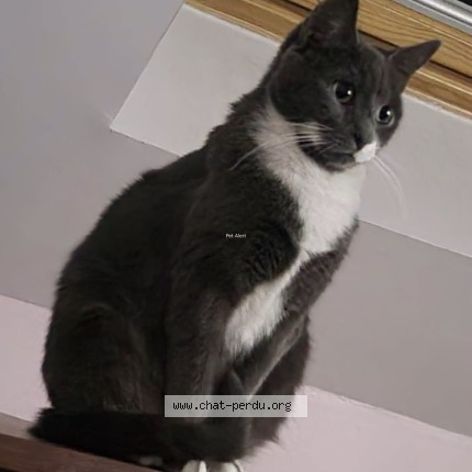 Photo 1/1 Aloye Chat perdu à Troyes