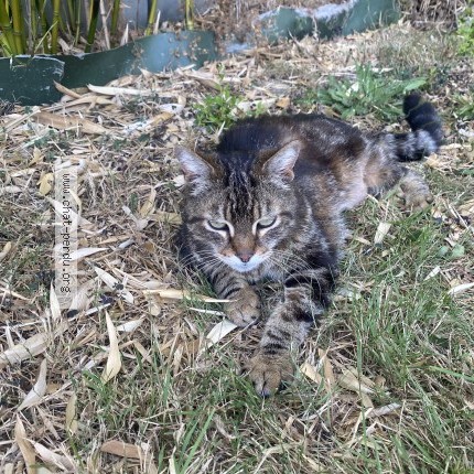 Photo 1/1 Chat trouvé Trouvé à Saint Leger Sous Cholet