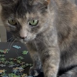 Minouche alias Mimi