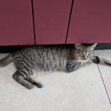ZABOU