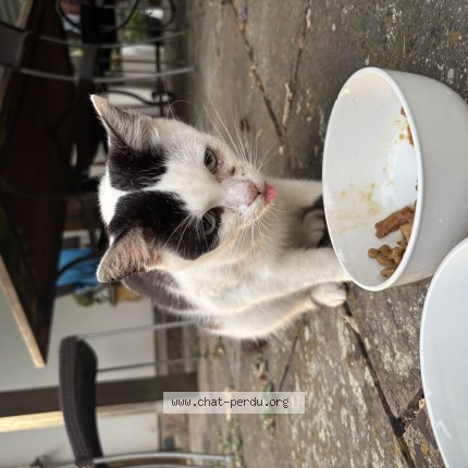 Photo 1/1 Chat trouvé Trouvé à Oberhausbergen