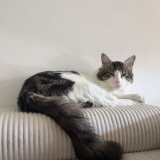 nahla