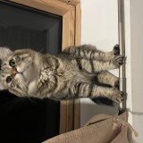 mushu