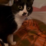 zorro