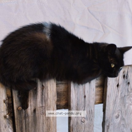 Photo 1/3 Fripouille Chat perdu à La Marne