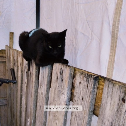Photo 2/3 Fripouille Chat perdu à La Marne