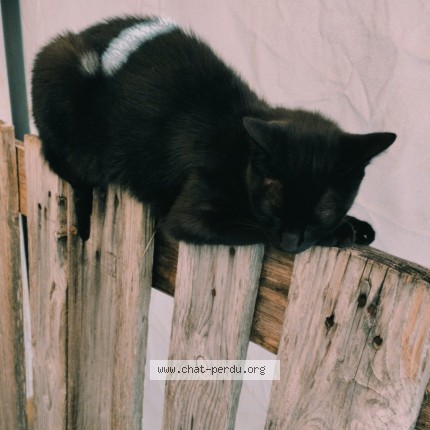 Photo 3/3 Fripouille Chat perdu à La Marne