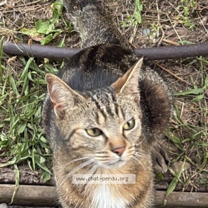 Photo 1/1 Chat trouvé Trouvé à Antony