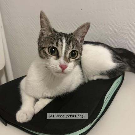 Photo 1/1 Chat retrouvé Perdu à Eragny