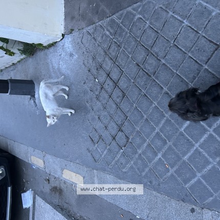Photo 1/1 Chat trouvé Trouvé à Paris
